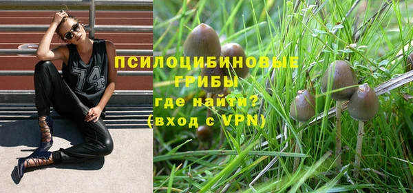 ГАЛЛЮЦИНОГЕННЫЕ ГРИБЫ Вязники